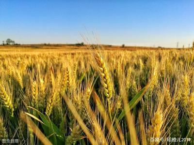 形容田園生活的句子